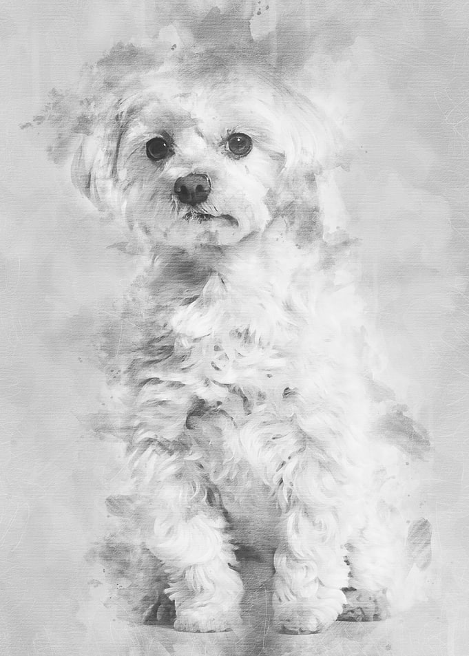 Maltese dog sitting agains