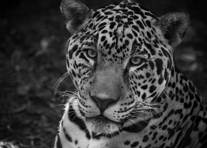 Lonely Leopard