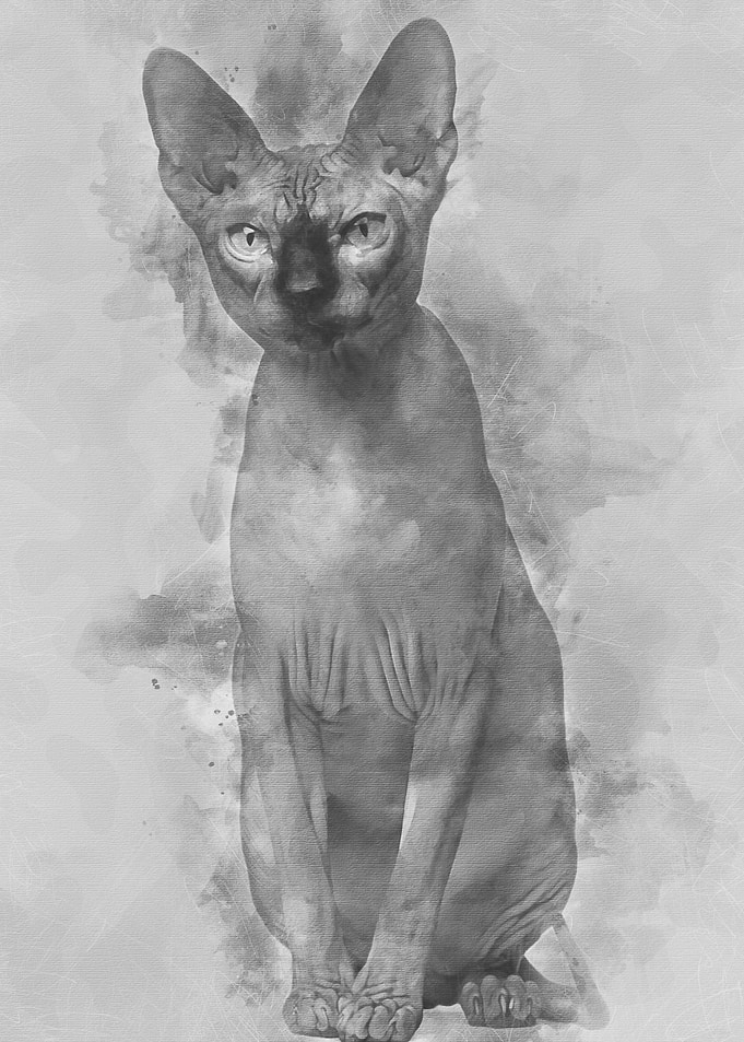 Sphynx cat 1 year old si