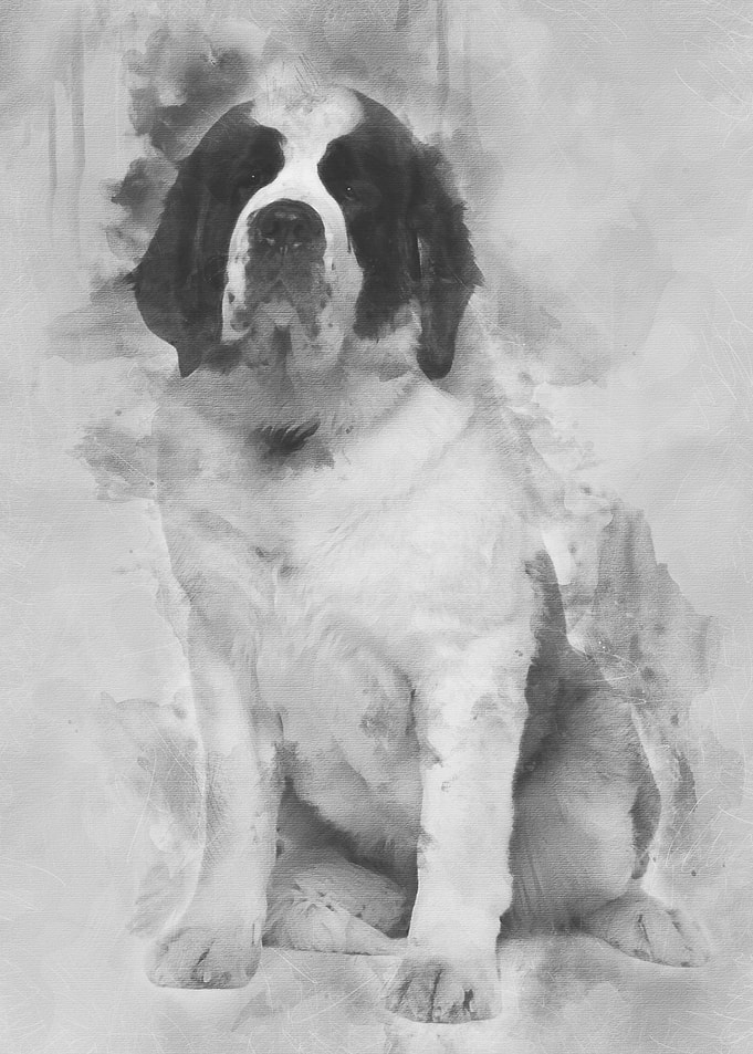 Saint Bernard 15 months ol
