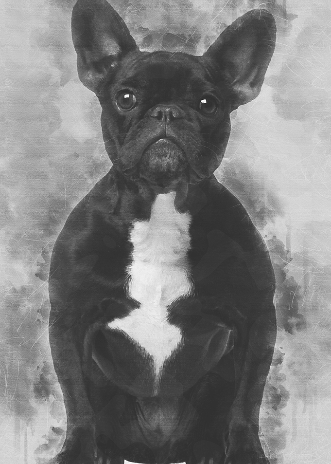 French bulldog 3 years old