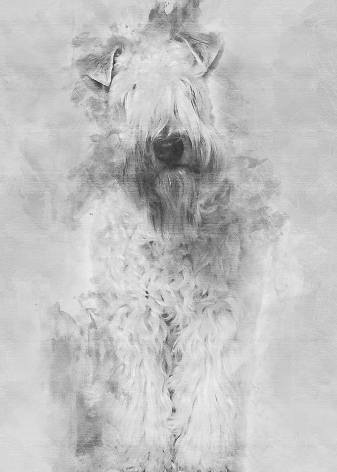 Softcoated Wheaten Terrie