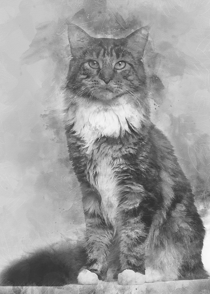 Portrait of Maine Coon cat
