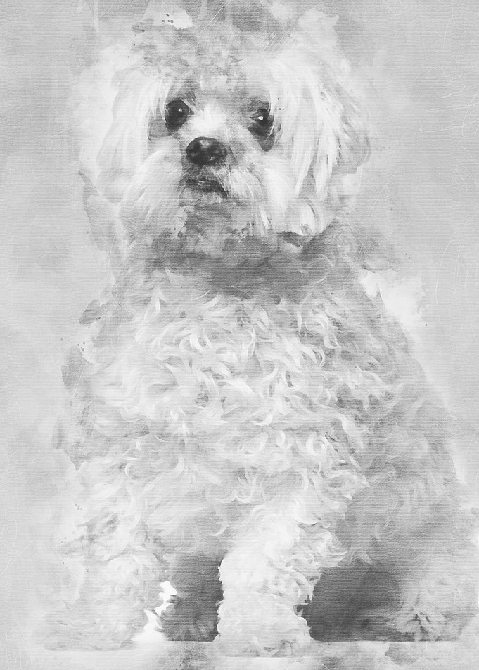 Maltese 2 years old sittin