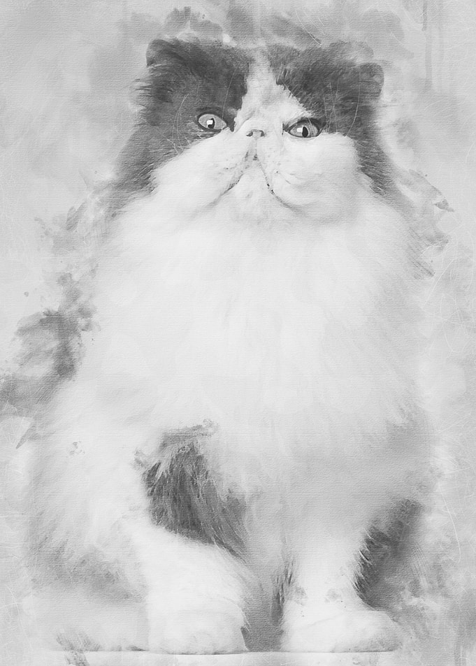 Persian cat 9 years old si