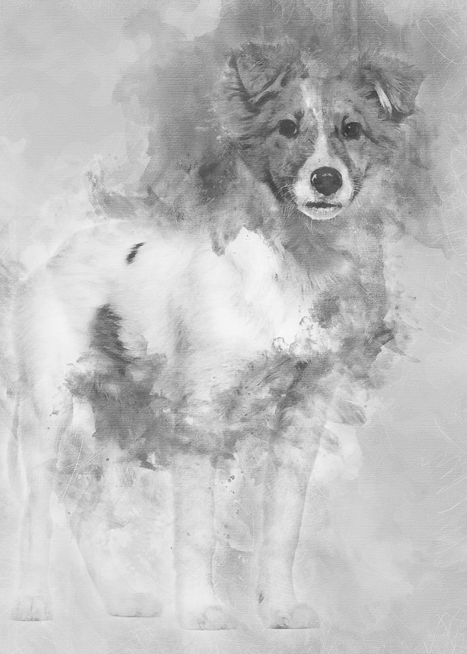 Mixedbreed dog standing a