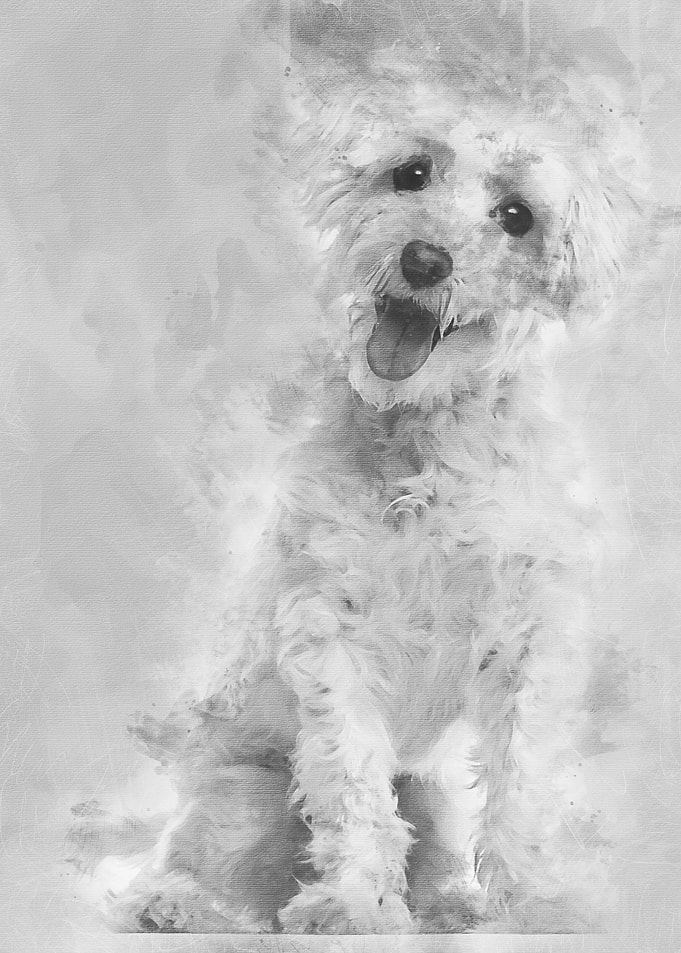 Maltese dog 3 years old si