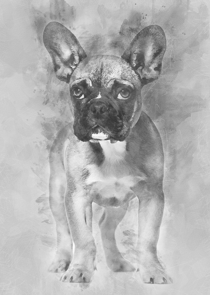 French Bulldog 5 months ol