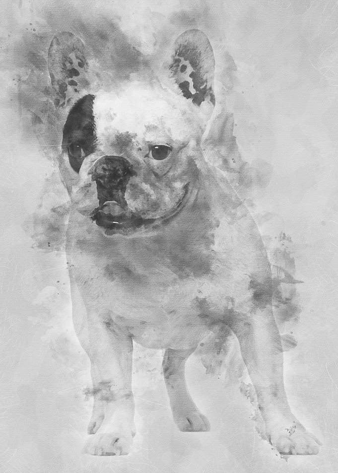 French Bulldog 6 years old