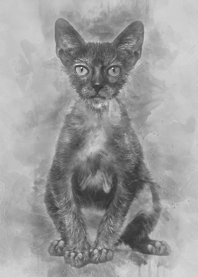 Kitten Lykoi cat 3 months