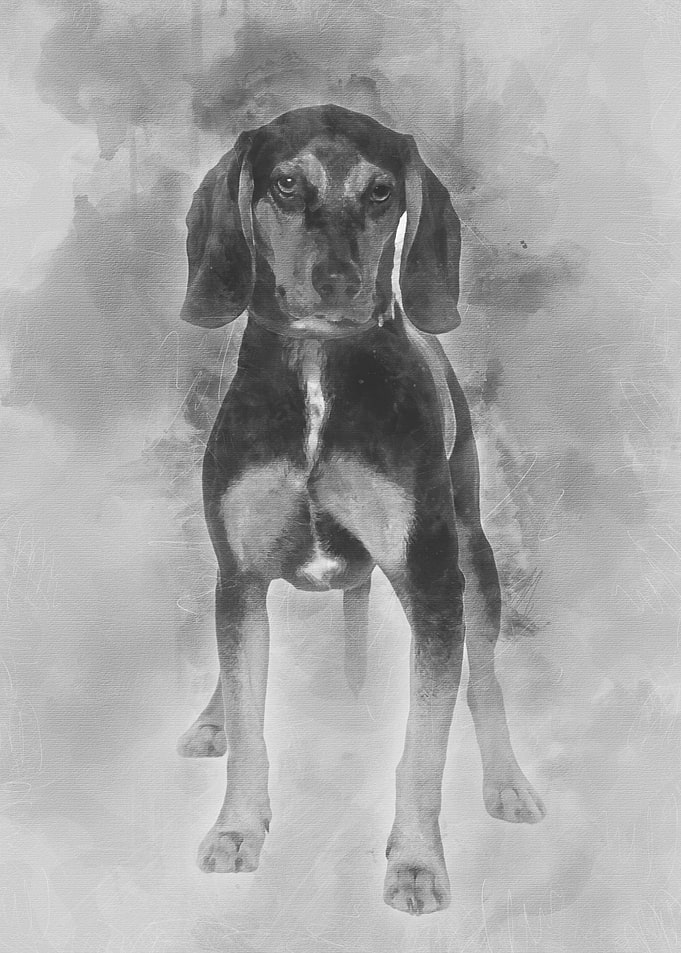 Cross breed with a Beagle