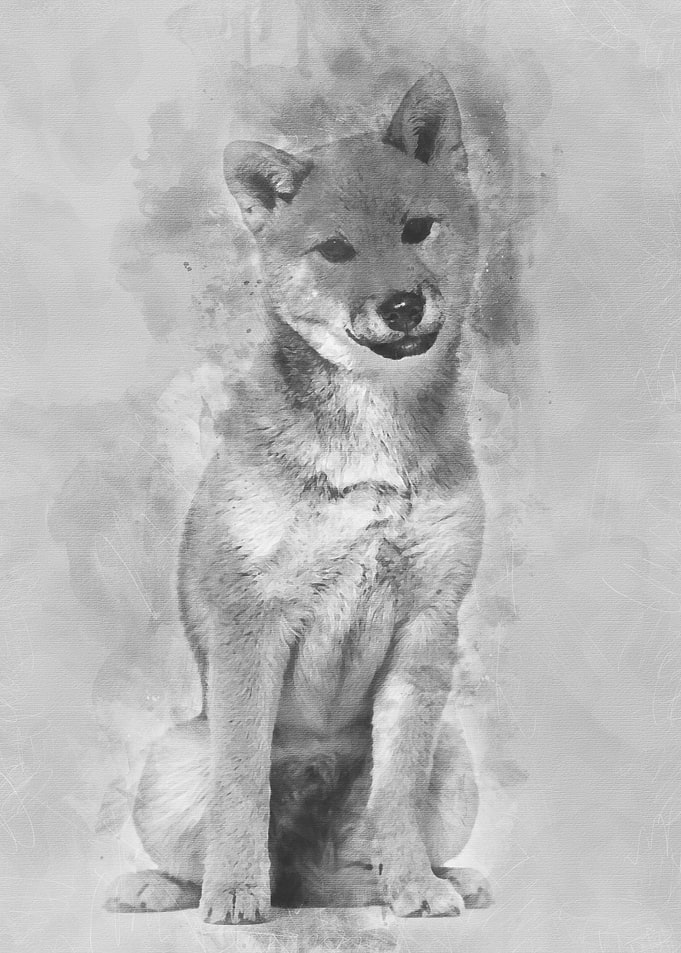 Shiba Inu dog sitting agai