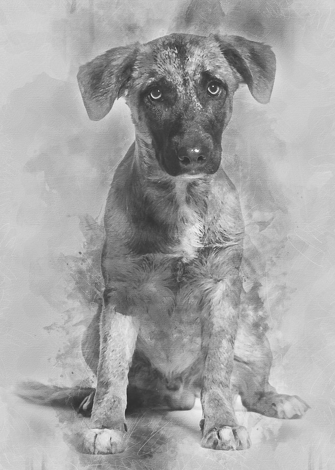 Mixedbreed dog 7 months