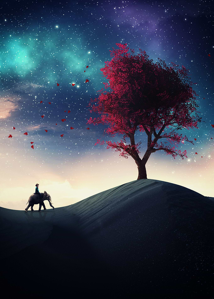 Elephant ride in the night