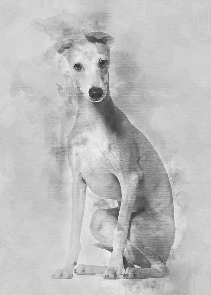Italian Greyhound puppy 4