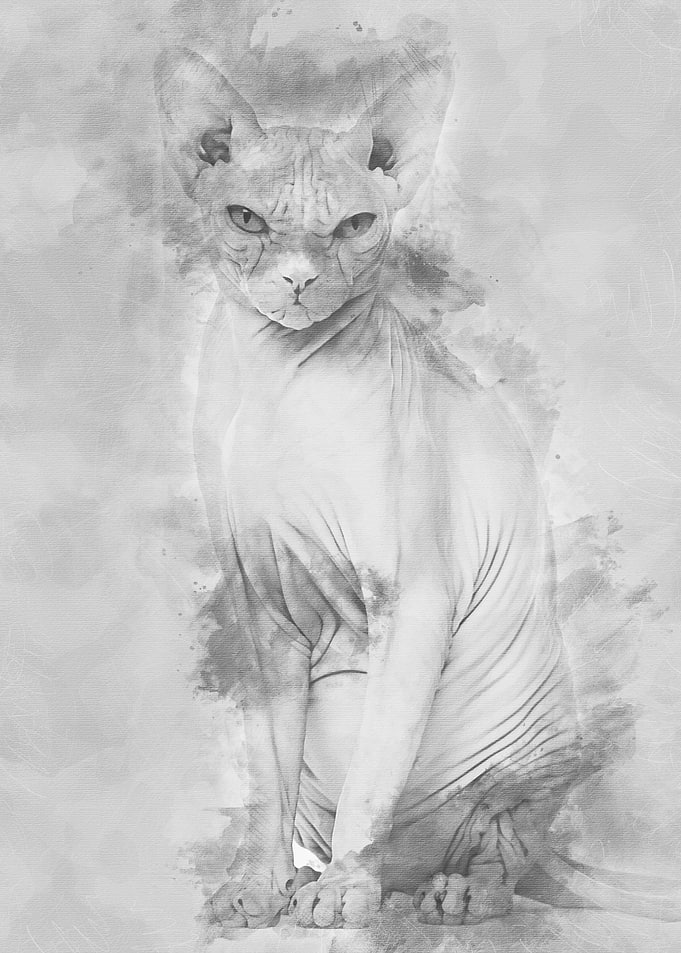 Sphynx Hairless Cat 4 year