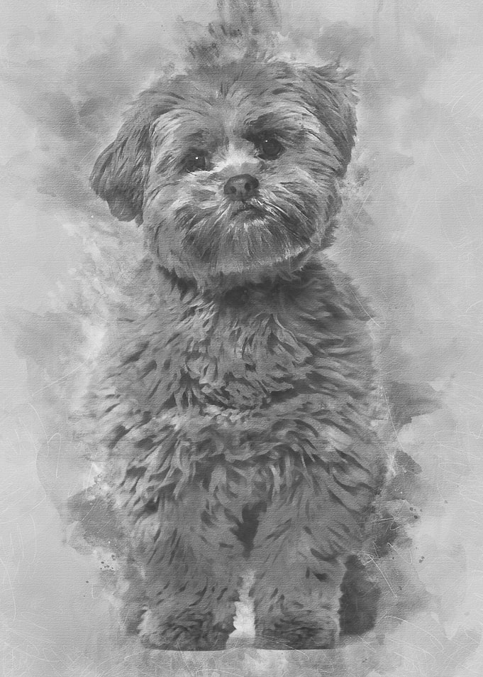 Lhasa apso dog 8 months ol