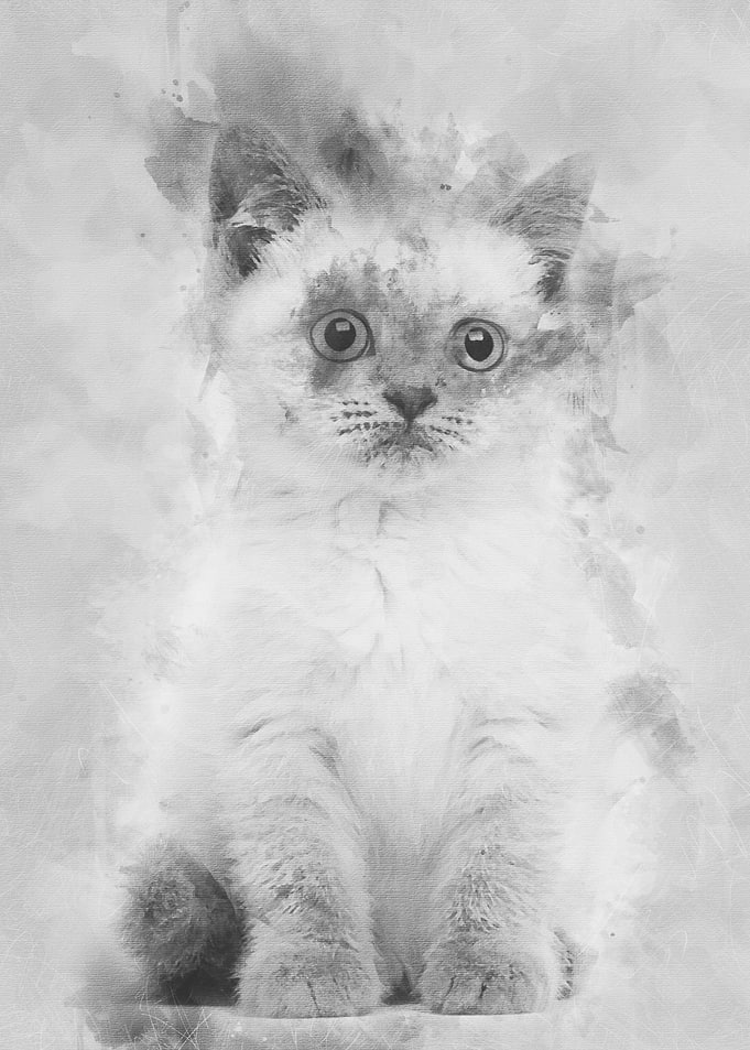 Portrait of British Shorth