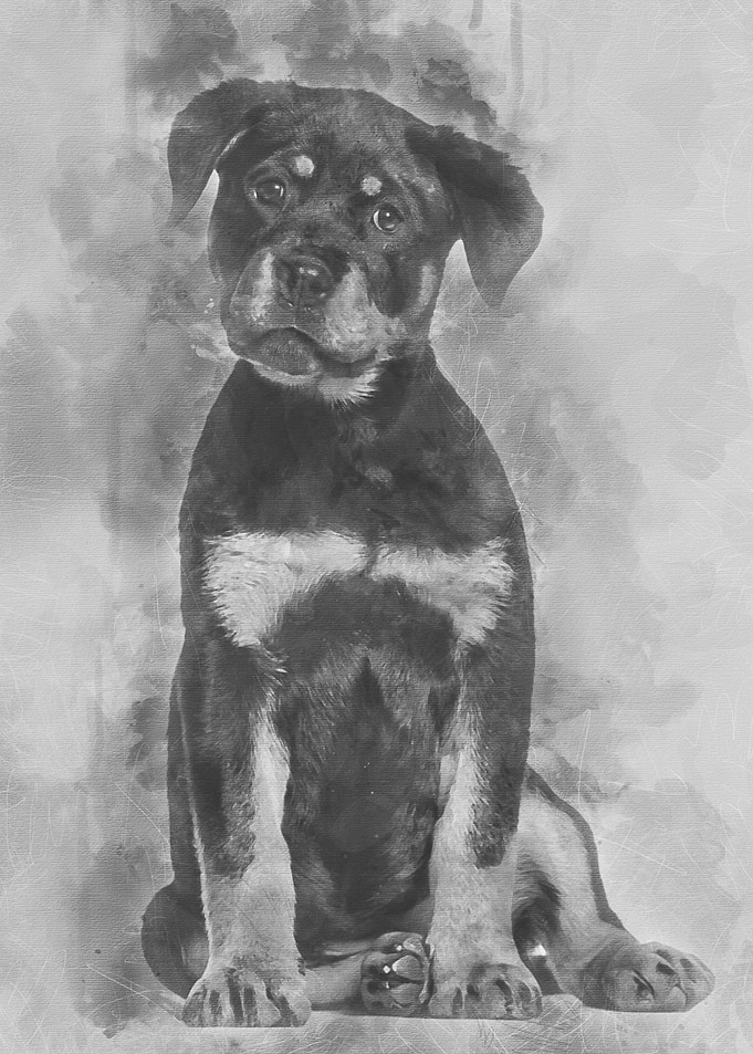 Rottweiler puppy 3 months