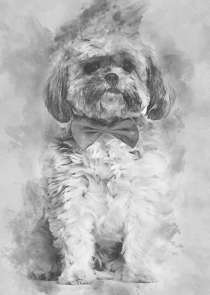 Lhasa Apso in bow tie agai