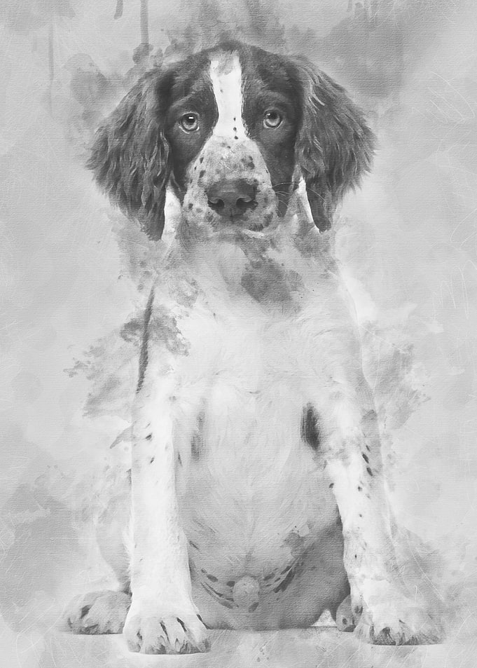 English Springer Spaniel s