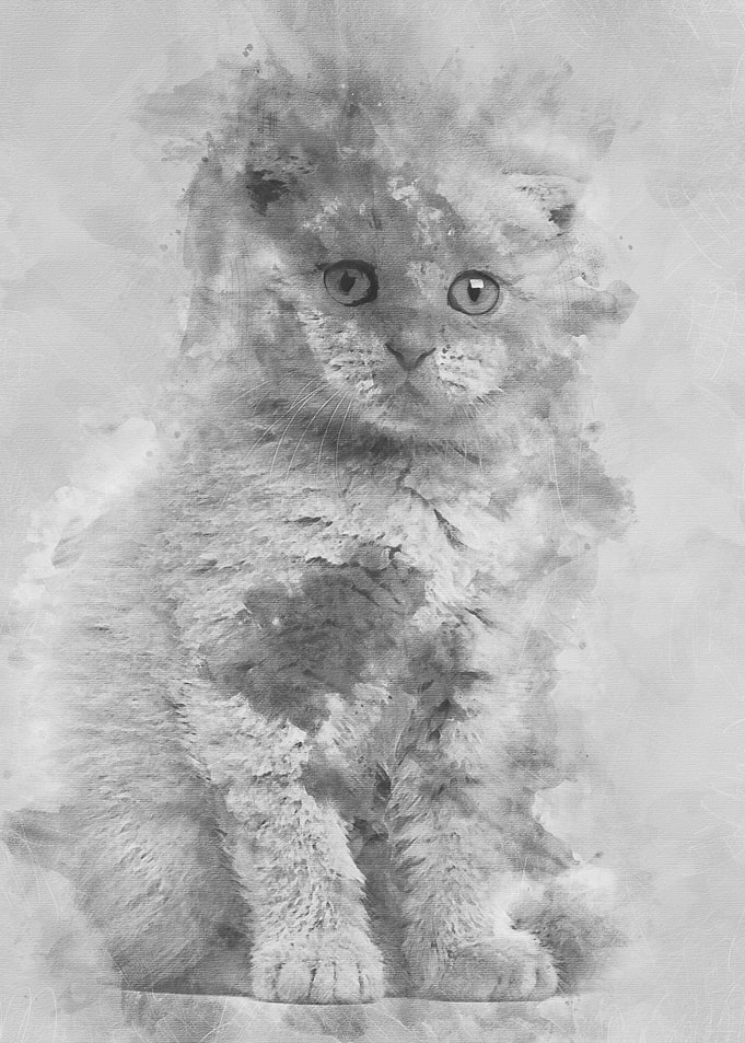 Portrait of Scottish Fold