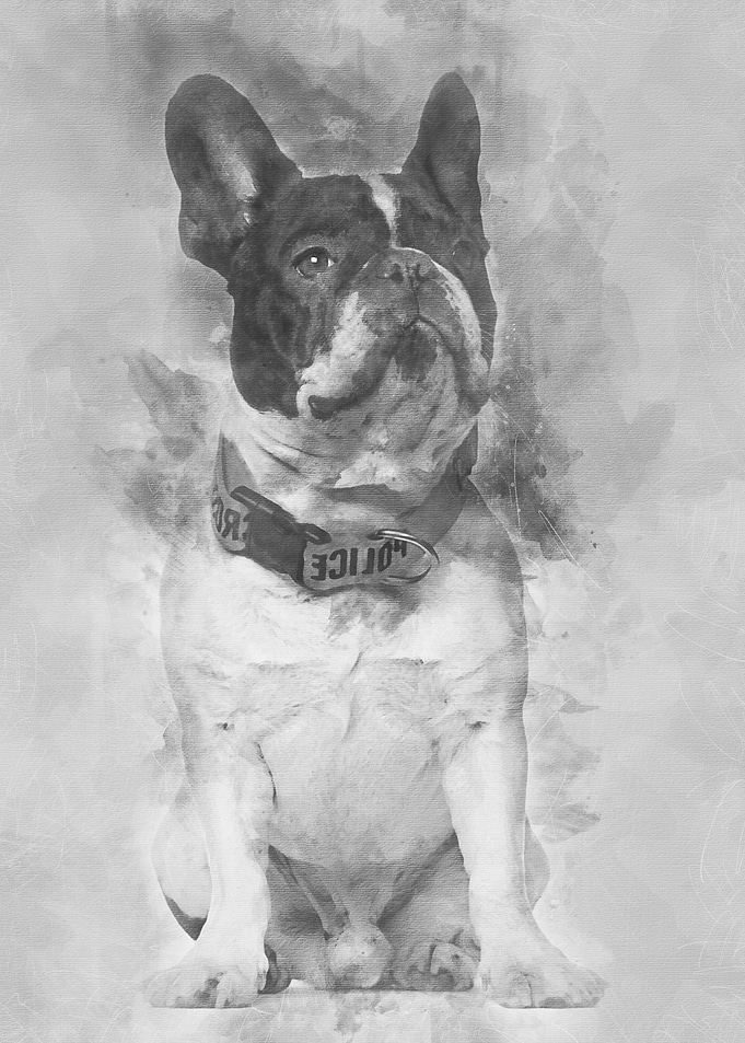 French Bulldog wearing Pol