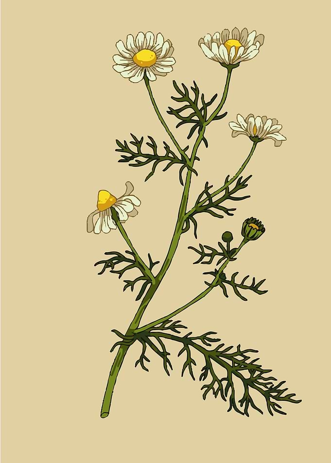 Mayweed