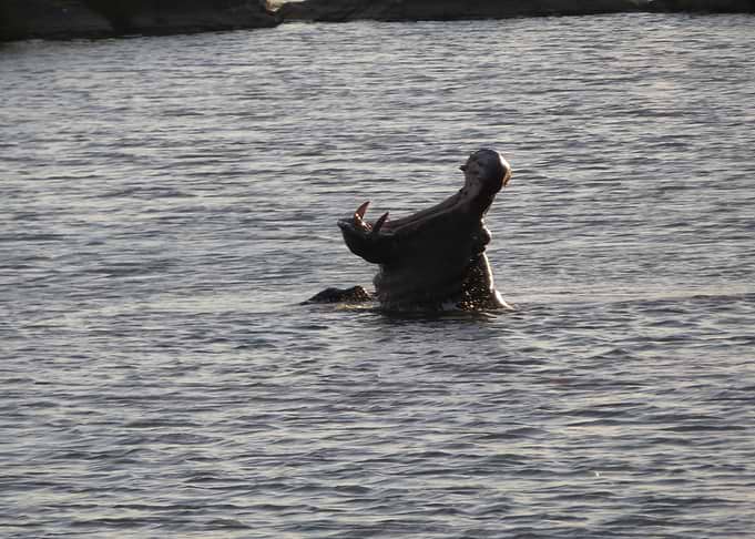 Hippo