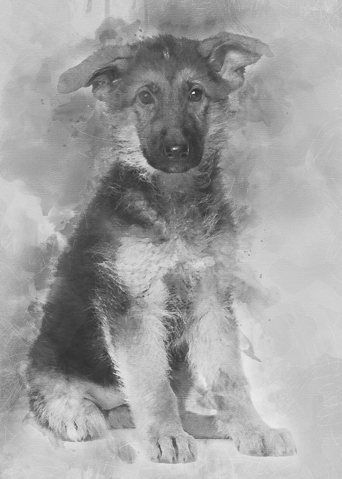 German Shepherd puppy 4 mo
