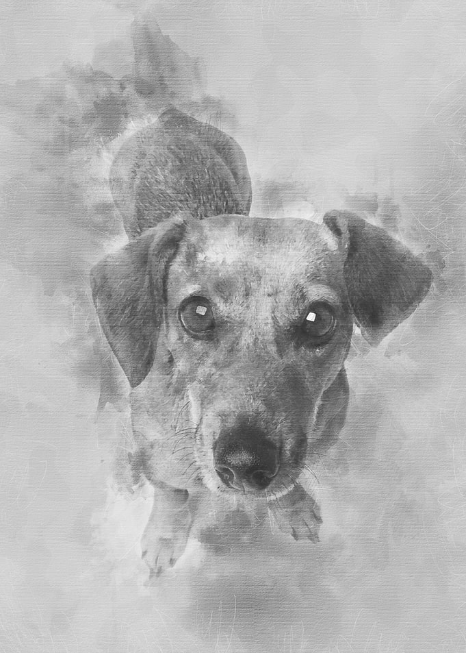 Dashund in front of a whit