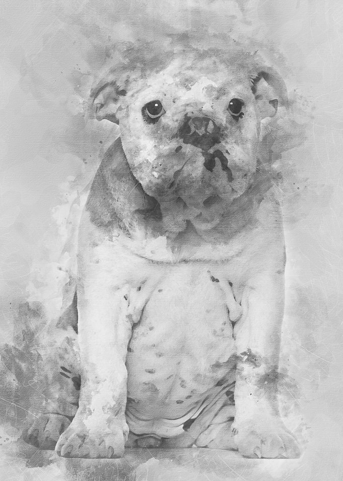 English Bulldog puppy 4 mo