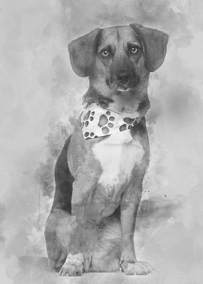 Dog cross breed with a bea