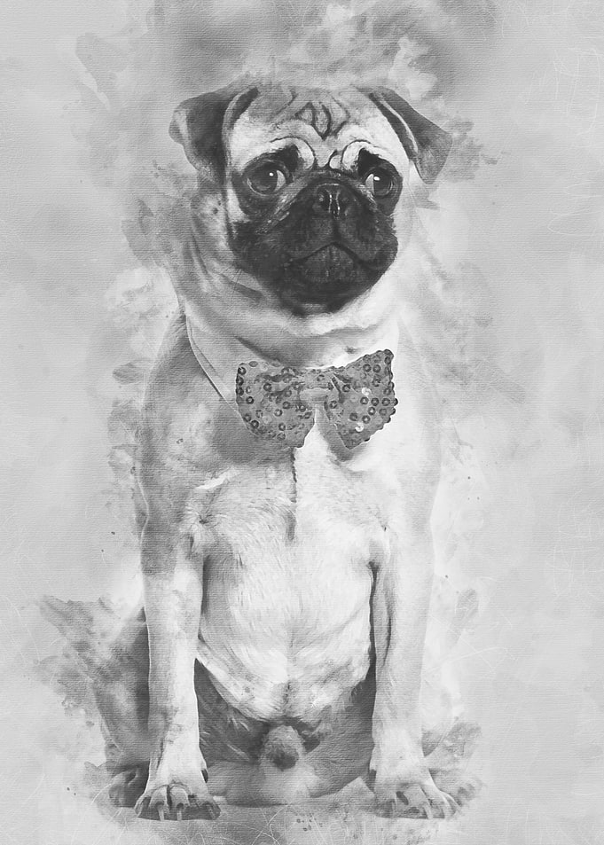 Pug in red bow tie sitting