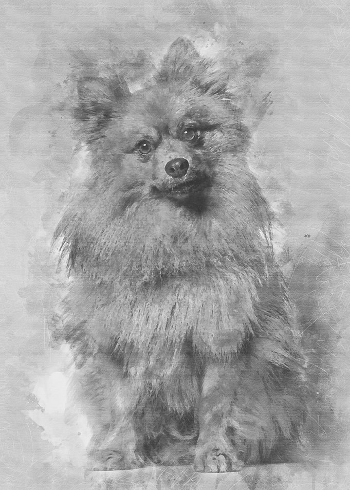 Keeshond dog looking at ca