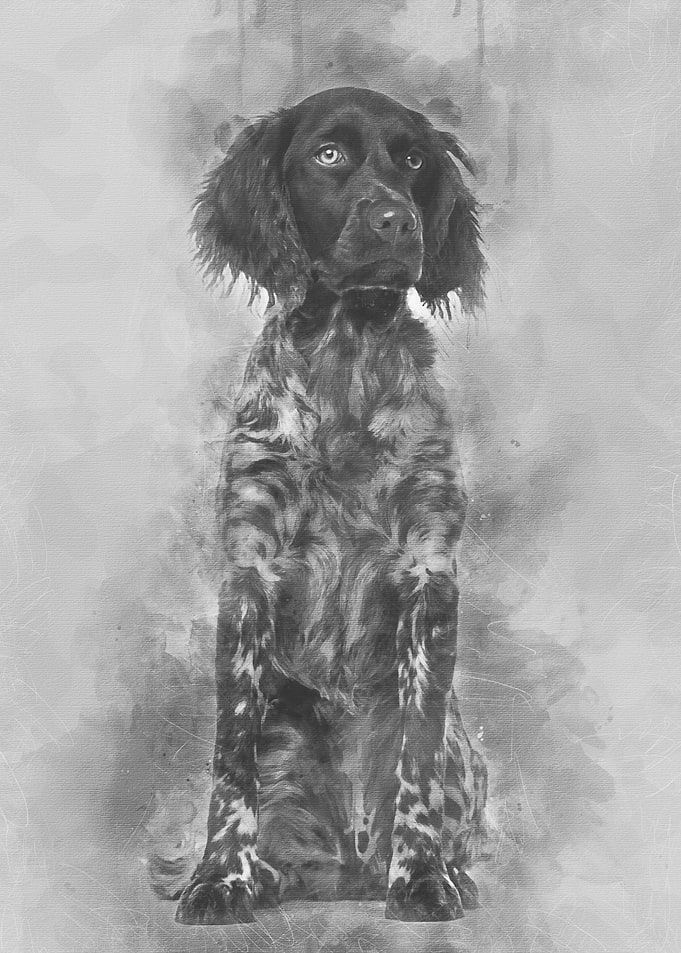 Munsterlander dog 9 month