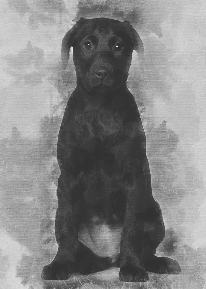 Labrador puppy 3 months ol