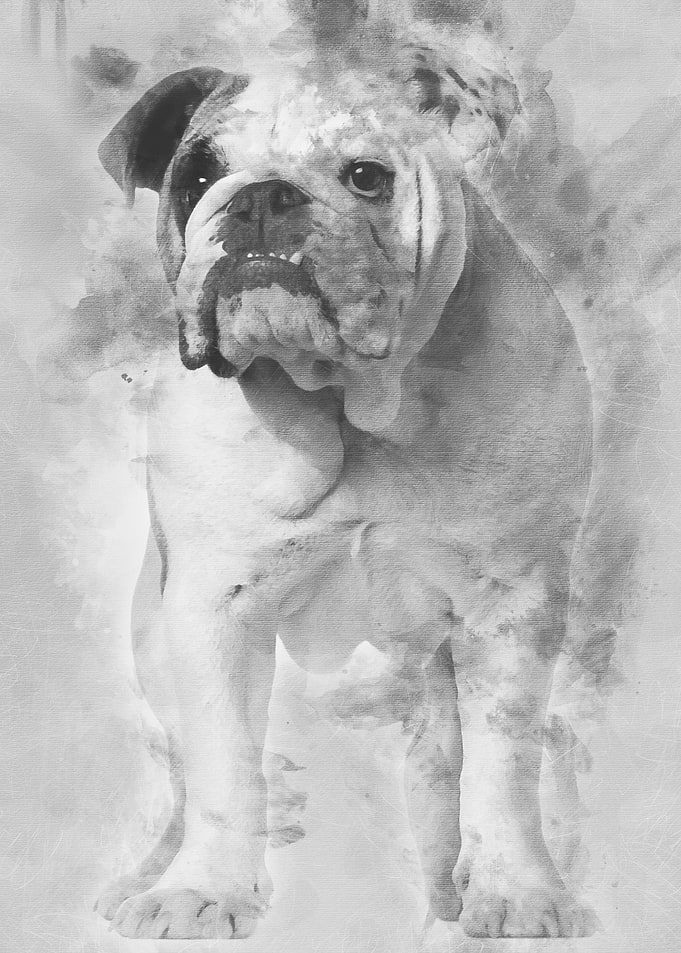 English bulldog 7 months o