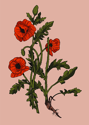 Poppy flowers