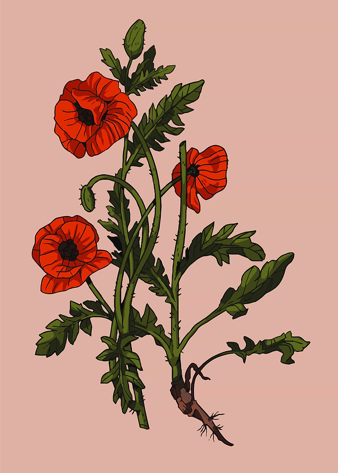 Poppy flowers