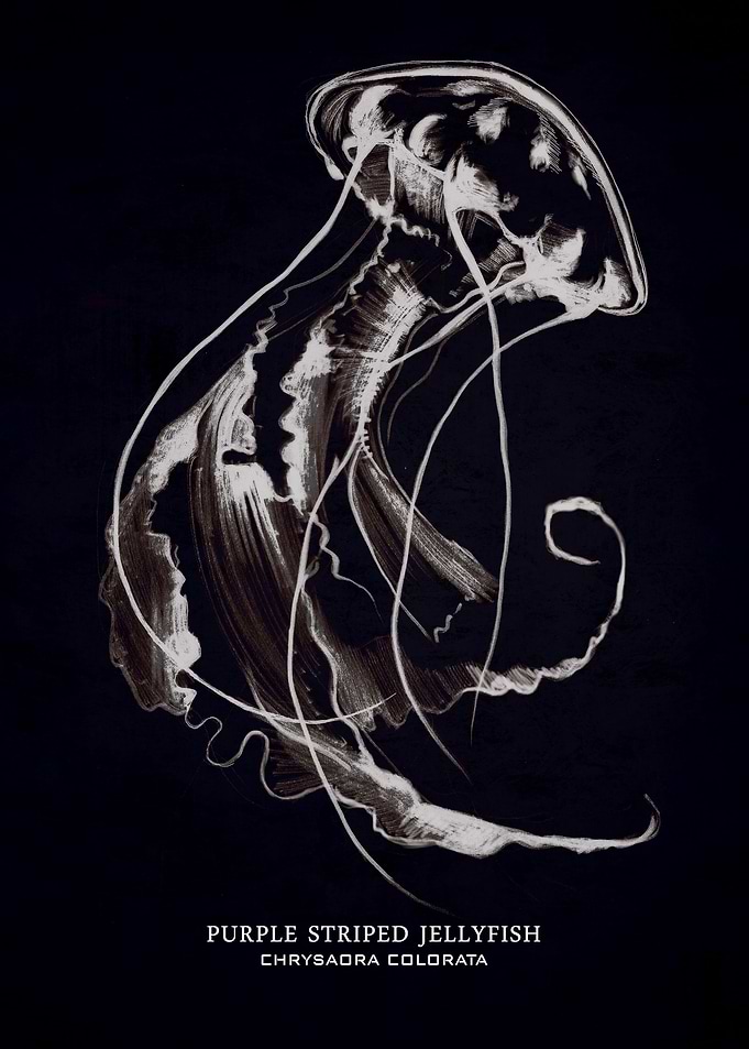 Jellyfish part three