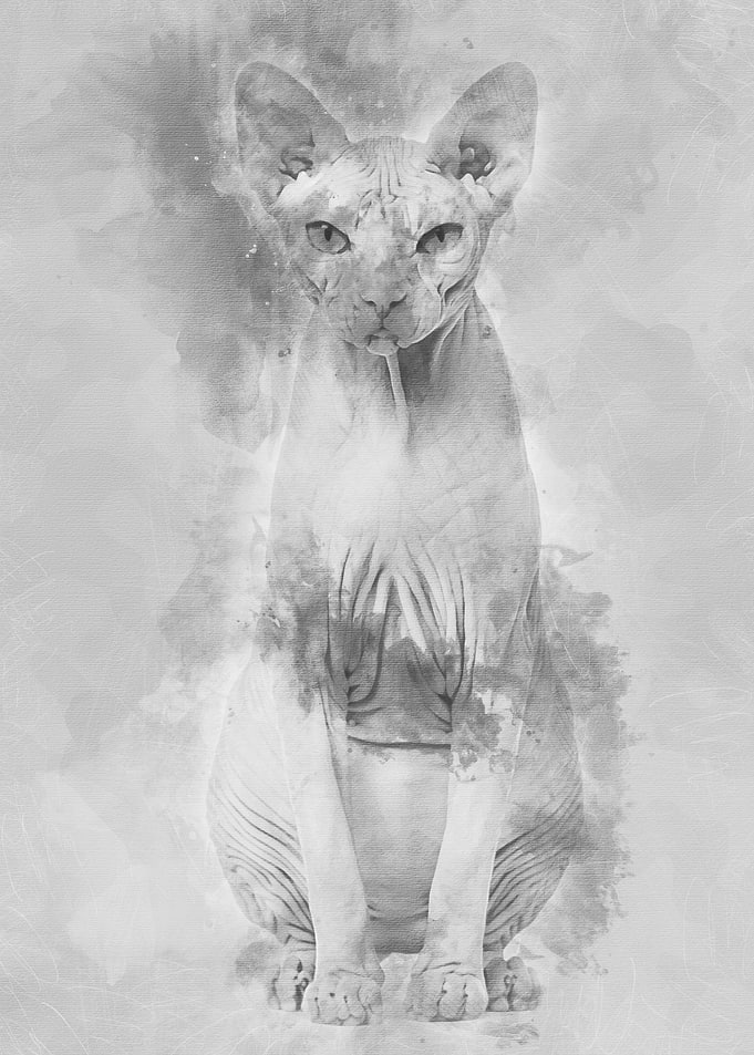 Sphynx Hairless Cat 4 year
