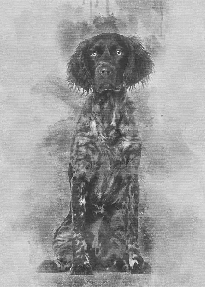 Munsterlander dog 9 month