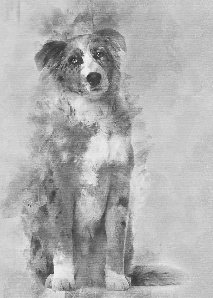 Portrait of Australian She