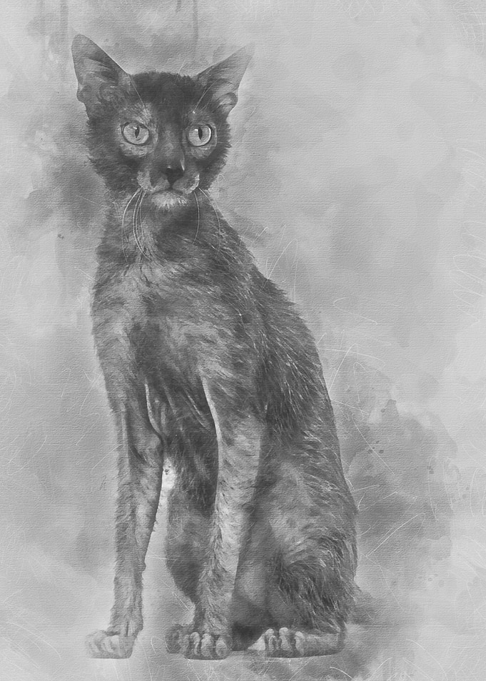 Lykoi cat also called the