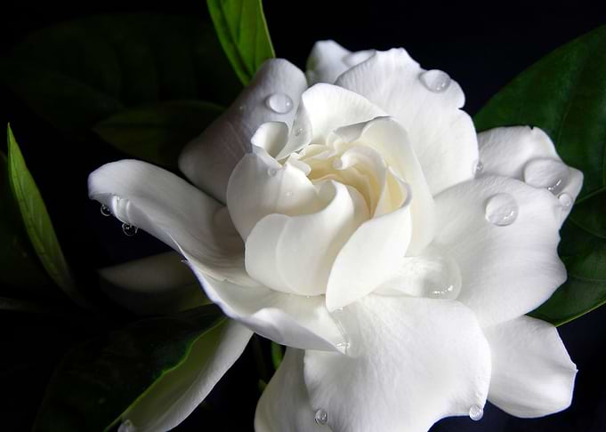 Bejeweled Gardenia