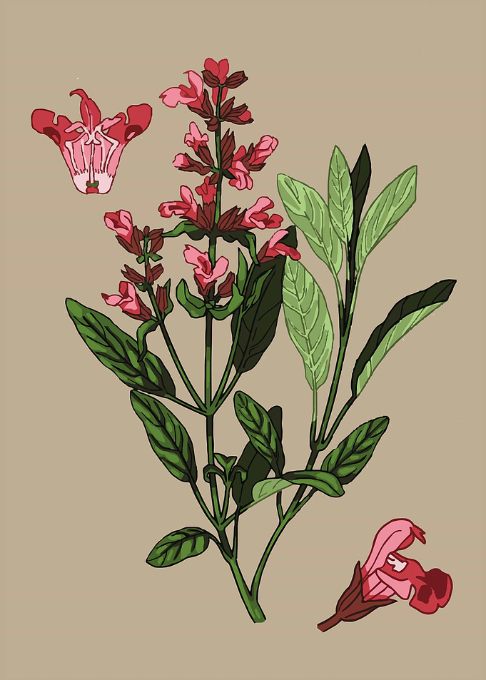 Salvia flower