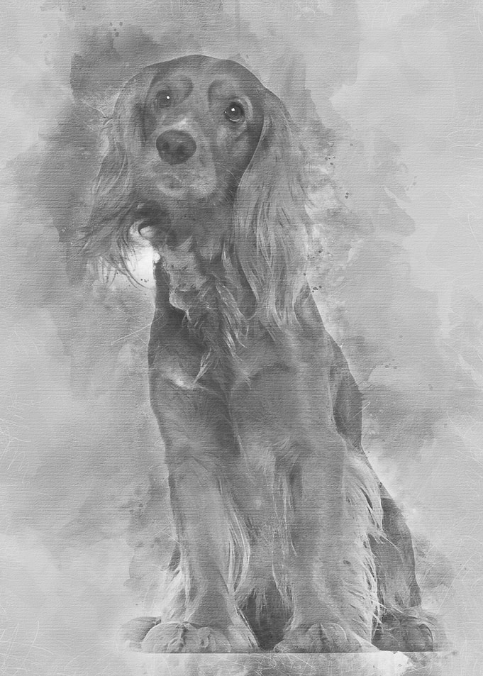 English Cocker Spaniel 2 y