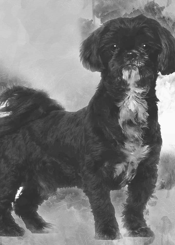 Shih Tzu standing
