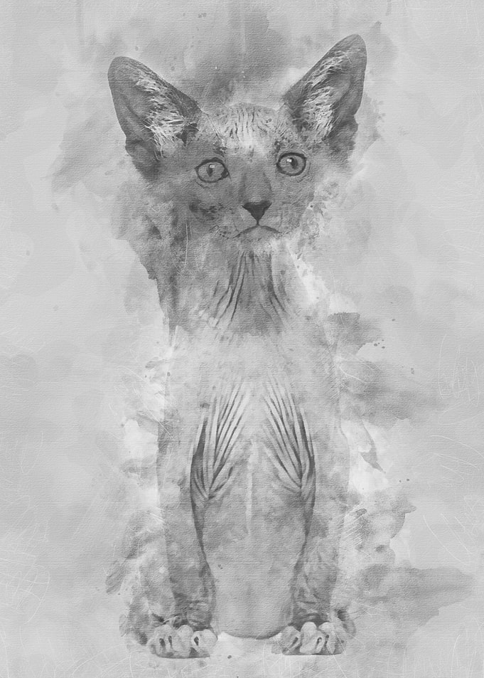 Kitten Lykoi cat 7 weeks o